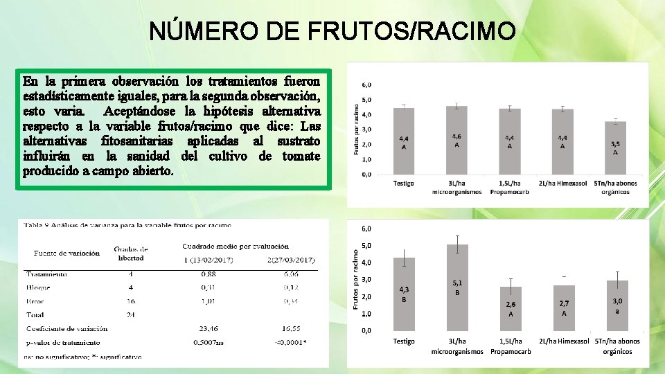 NÚMERO DE FRUTOS/RACIMO En la primera observación los tratamientos fueron estadísticamente iguales, para la