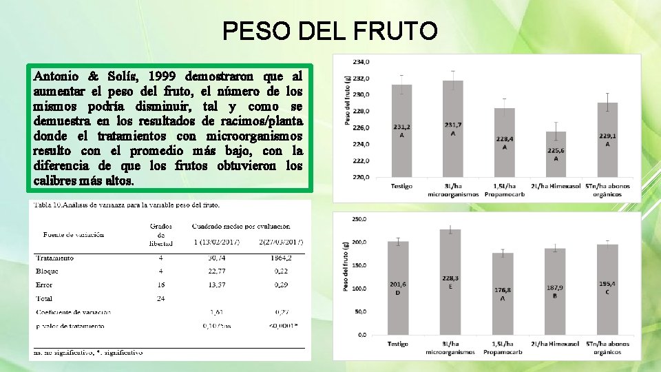 PESO DEL FRUTO Antonio & Solís, 1999 demostraron que al aumentar el peso del