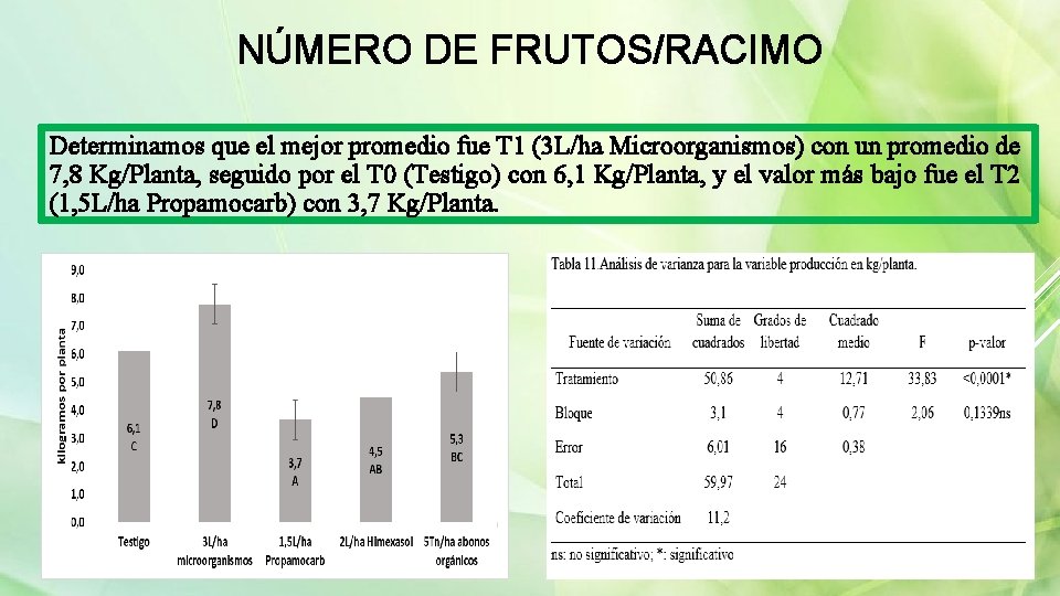 NÚMERO DE FRUTOS/RACIMO Determinamos que el mejor promedio fue T 1 (3 L/ha Microorganismos)