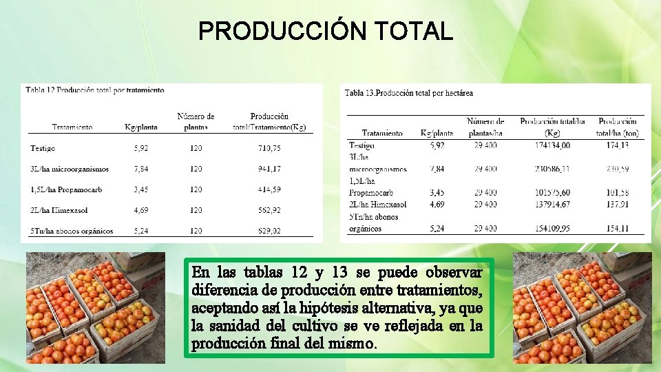 PRODUCCIÓN TOTAL En las tablas 12 y 13 se puede observar diferencia de producción