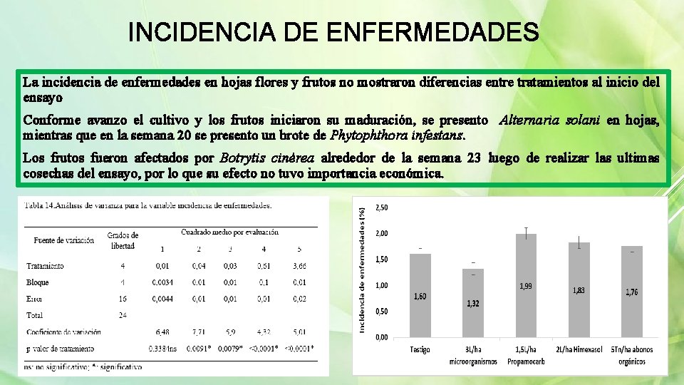 INCIDENCIA DE ENFERMEDADES La incidencia de enfermedades en hojas flores y frutos no mostraron