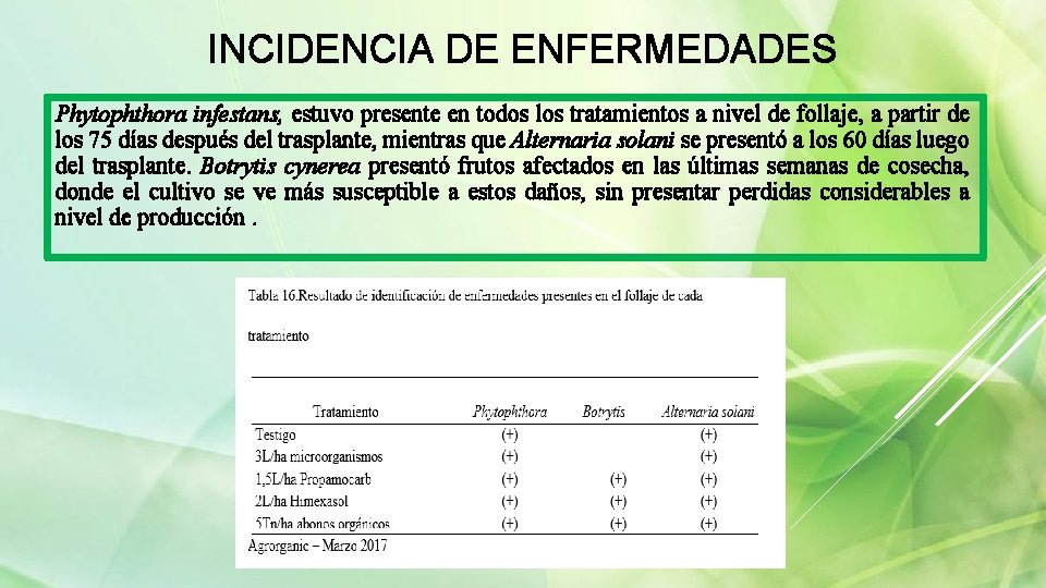 INCIDENCIA DE ENFERMEDADES Phytophthora infestans, estuvo presente en todos los tratamientos a nivel de