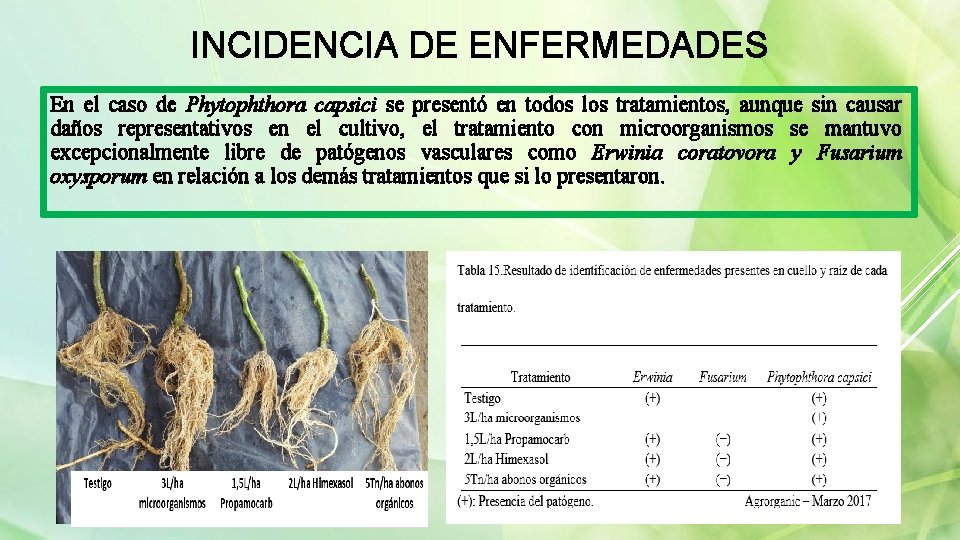 INCIDENCIA DE ENFERMEDADES En el caso de Phytophthora capsici se presentó en todos los