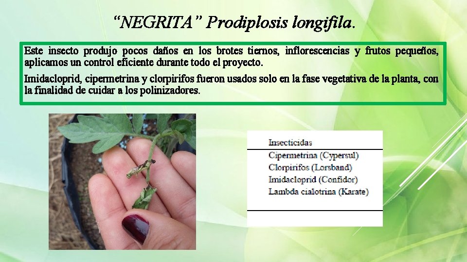 “NEGRITA” Prodiplosis longifila. Este insecto produjo pocos daños en los brotes tiernos, inflorescencias y