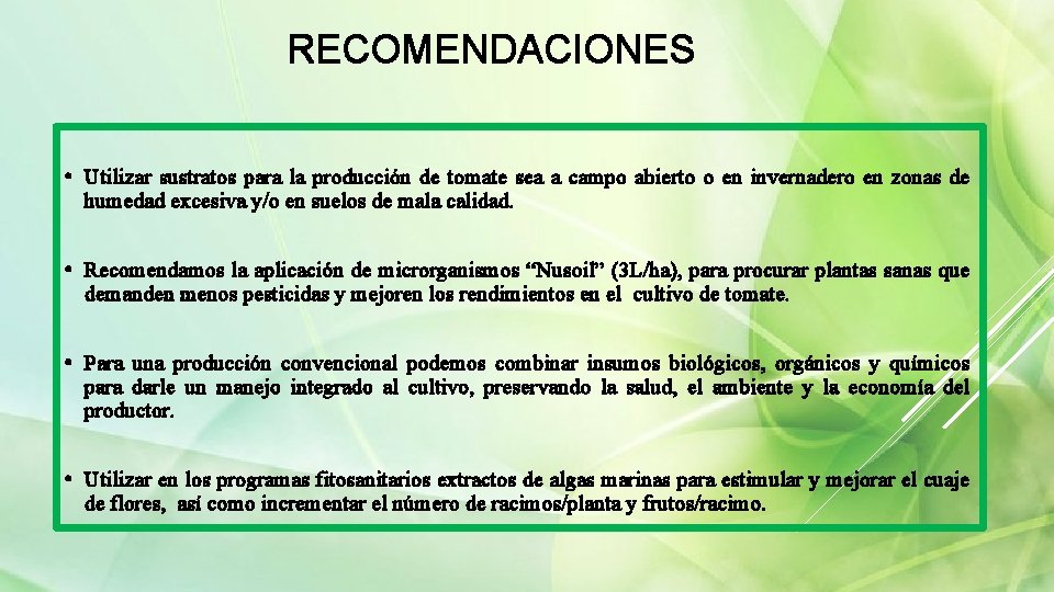 RECOMENDACIONES • Utilizar sustratos para la producción de tomate sea a campo abierto o