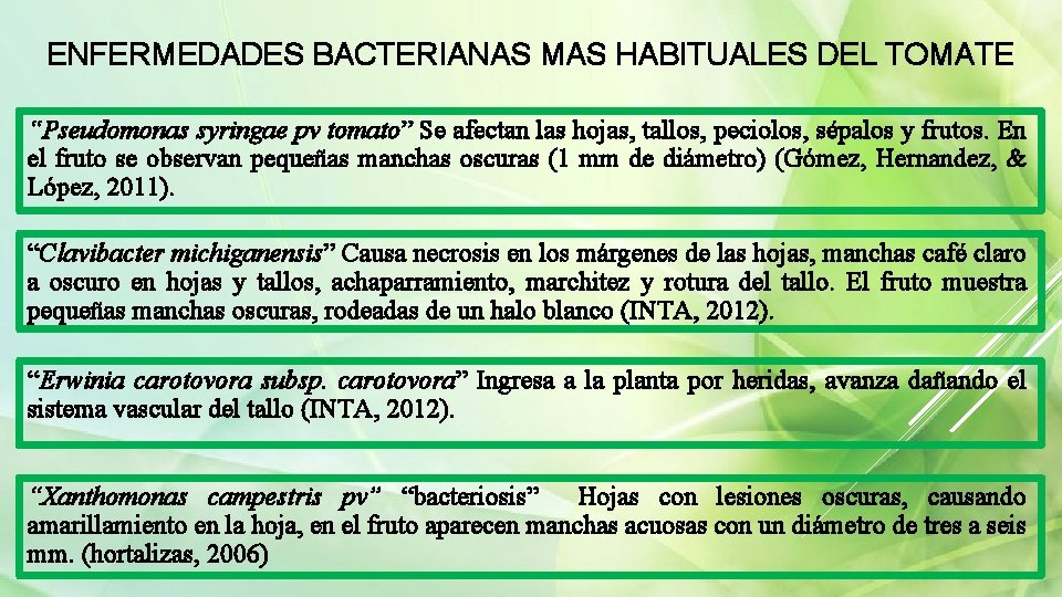 ENFERMEDADES BACTERIANAS MAS HABITUALES DEL TOMATE “Pseudomonas syringae pv tomato” Se afectan las hojas,