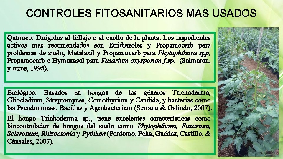 CONTROLES FITOSANITARIOS MAS USADOS Químico: Dirigidos al follaje o al cuello de la planta.