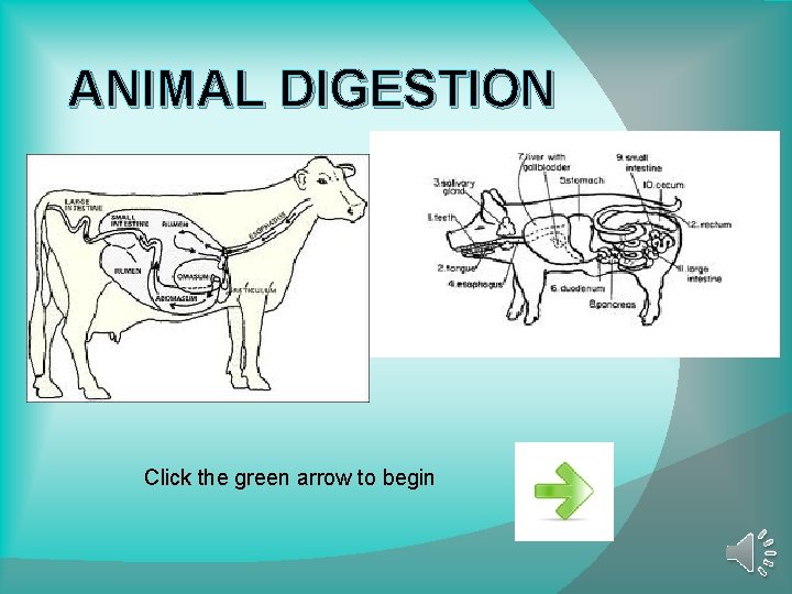 ANIMAL DIGESTION Click the green arrow to begin 