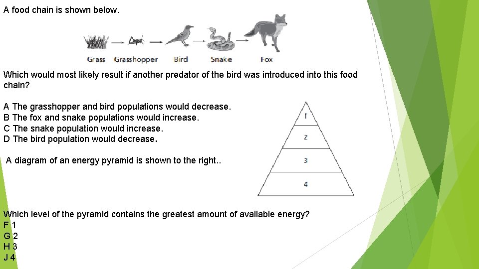 A food chain is shown below. Which would most likely result if another predator