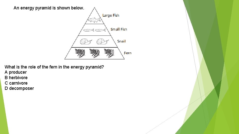 An energy pyramid is shown below. What is the role of the fern in