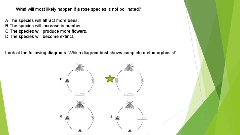 What will most likely happen if a rose species is not pollinated? A The
