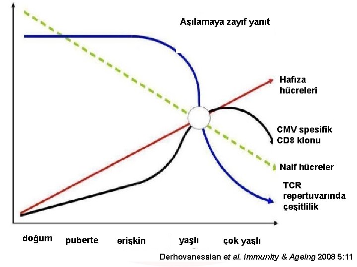 Aşılamaya zayıf yanıt Hafıza hücreleri CMV spesifik CD 8 klonu Naif hücreler TCR repertuvarında