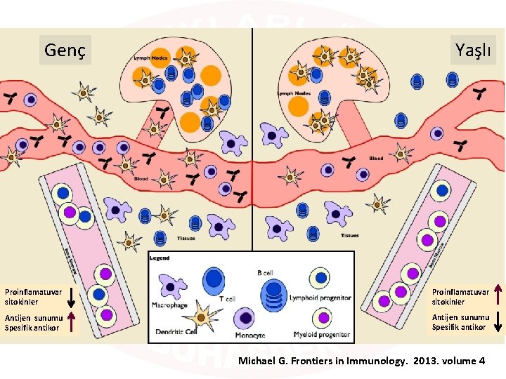 Genç Yaşlı Proinflamatuvar sitokinler Antijen sunumu Spesifik antikor Michael G. Frontiers in Immunology. 2013.