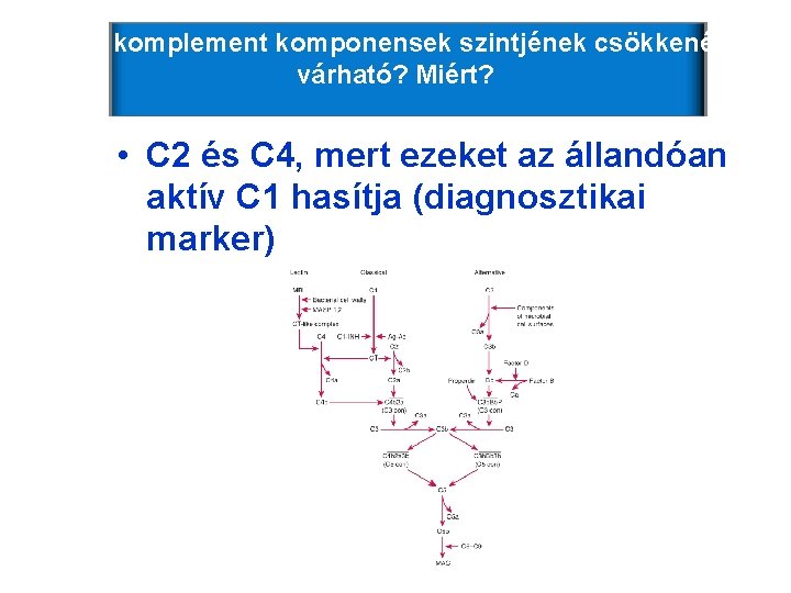 Mely komplement komponensek szintjének csökkenése várható? Miért? • C 2 és C 4, mert Mely komplement komponensek szintjének csökkenése várható? Miért? • C 2 és C 4, mert