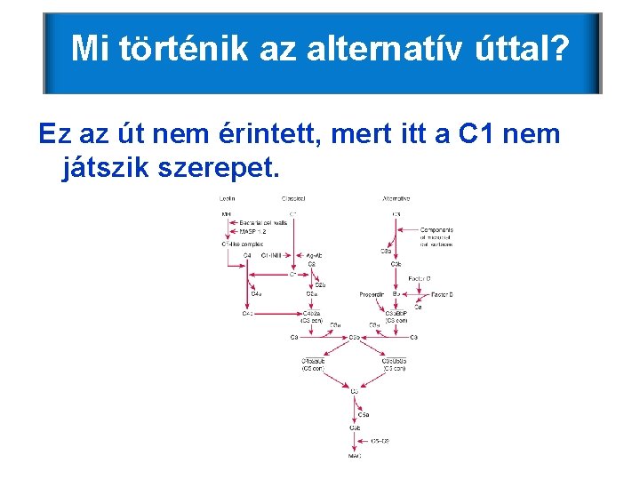 Mi történik az alternatív úttal? Ez az út nem érintett, mert itt a C Mi történik az alternatív úttal? Ez az út nem érintett, mert itt a C