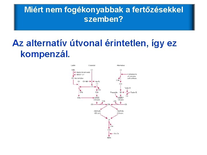 Miért nem fogékonyabbak a fertőzésekkel szemben? Az alternatív útvonal érintetlen, így ez kompenzál. Miért nem fogékonyabbak a fertőzésekkel szemben? Az alternatív útvonal érintetlen, így ez kompenzál.