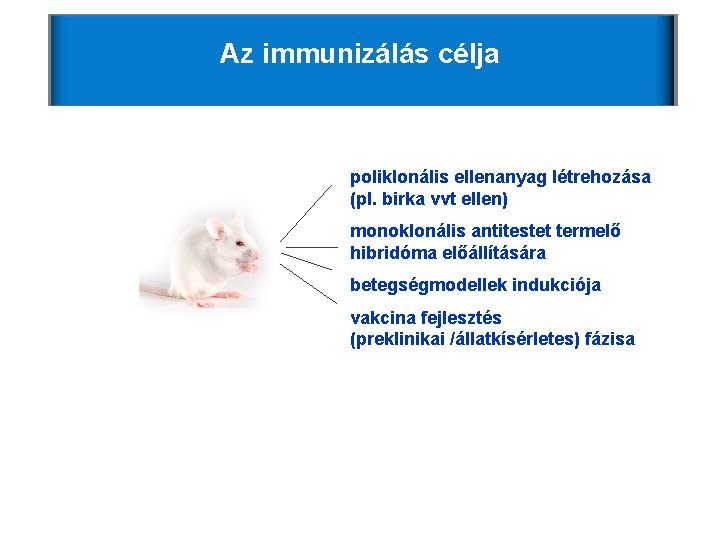 Az immunizálás célja poliklonális ellenanyag létrehozása (pl. birka vvt ellen) monoklonális antitestet termelő hibridóma Az immunizálás célja poliklonális ellenanyag létrehozása (pl. birka vvt ellen) monoklonális antitestet termelő hibridóma