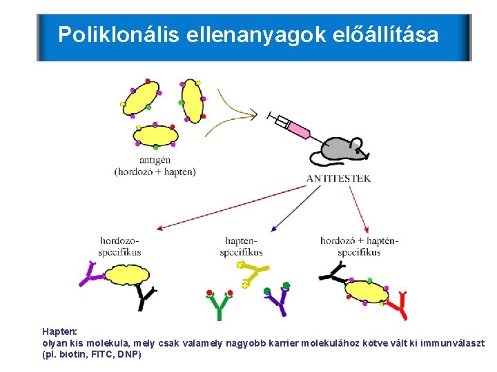Poliklonális ellenanyagok előállítása Hapten: olyan kis molekula, mely csak valamely nagyobb karrier molekulához kötve Poliklonális ellenanyagok előállítása Hapten: olyan kis molekula, mely csak valamely nagyobb karrier molekulához kötve