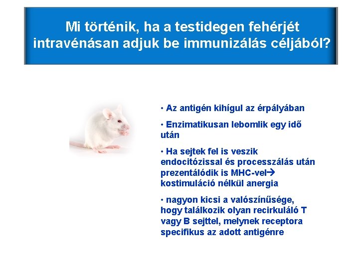 Mi történik, ha a testidegen fehérjét intravénásan adjuk be immunizálás céljából? • Az antigén Mi történik, ha a testidegen fehérjét intravénásan adjuk be immunizálás céljából? • Az antigén