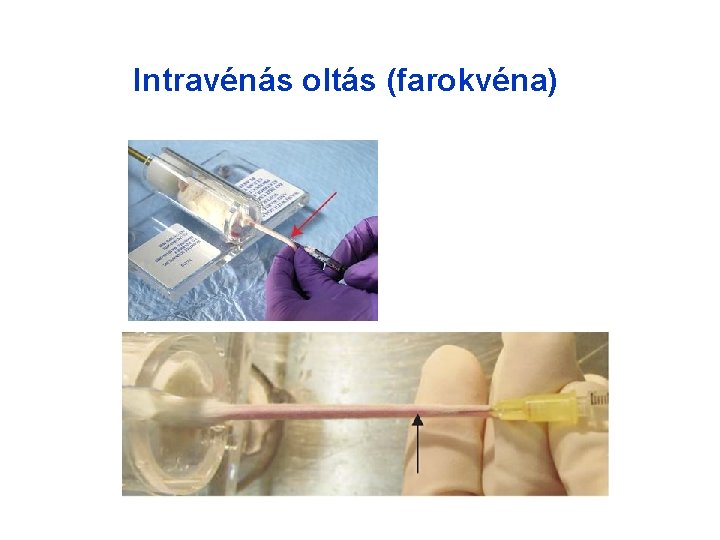 Intravénás oltás (farokvéna) Intravénás oltás (farokvéna)