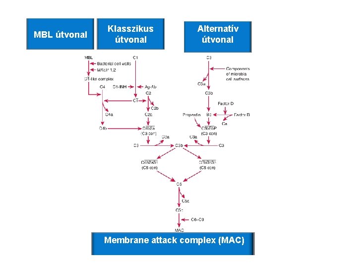 MBL útvonal Klasszikus útvonal Alternatív útvonal Membrane attack complex (MAC) MBL útvonal Klasszikus útvonal Alternatív útvonal Membrane attack complex (MAC)