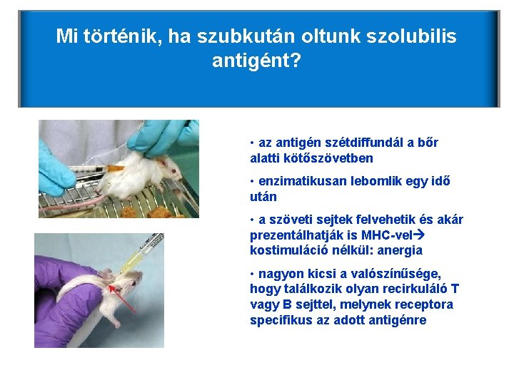 Mi történik, ha szubkután oltunk szolubilis antigént? • az antigén szétdiffundál a bőr alatti Mi történik, ha szubkután oltunk szolubilis antigént? • az antigén szétdiffundál a bőr alatti
