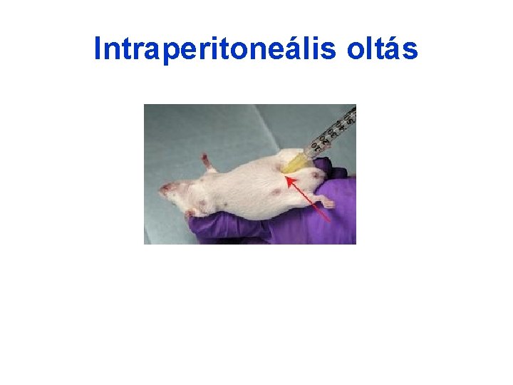 Intraperitoneális oltás Intraperitoneális oltás