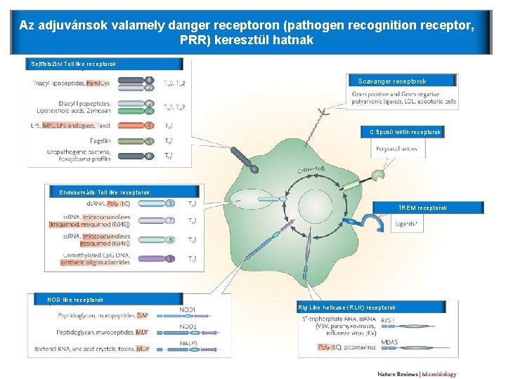 Az adjuvánsok valamely danger receptoron (pathogen recognition receptor, PRR) keresztül hatnak Sejtfelszíni Toll like Az adjuvánsok valamely danger receptoron (pathogen recognition receptor, PRR) keresztül hatnak Sejtfelszíni Toll like