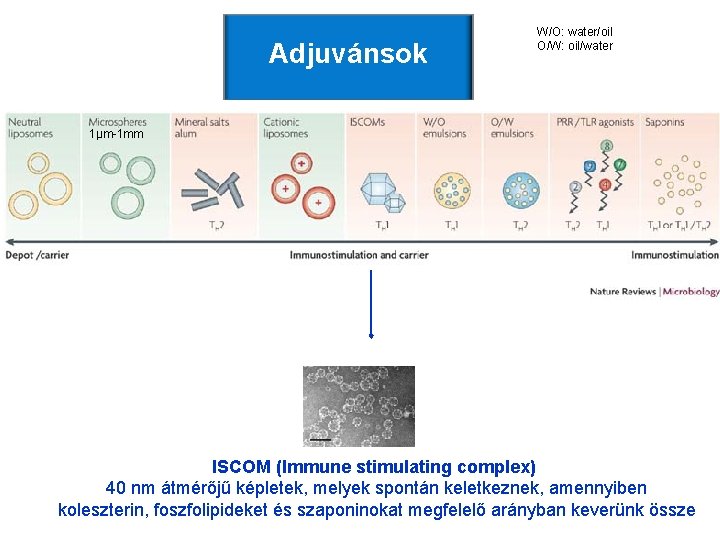 Adjuvánsok W/O: water/oil O/W: oil/water 1μm-1 mm ISCOM (Immune stimulating complex) 40 nm átmérőjű Adjuvánsok W/O: water/oil O/W: oil/water 1μm-1 mm ISCOM (Immune stimulating complex) 40 nm átmérőjű