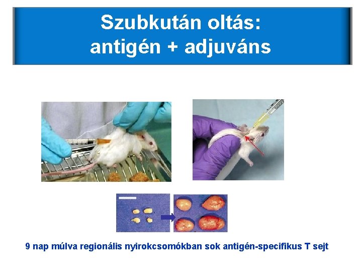 Szubkután oltás: antigén + adjuváns 9 nap múlva regionális nyirokcsomókban sok antigén-specifikus T sejt Szubkután oltás: antigén + adjuváns 9 nap múlva regionális nyirokcsomókban sok antigén-specifikus T sejt