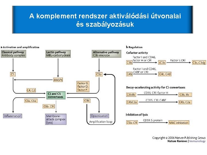 A komplement rendszer aktiválódási útvonalai és szabályozásuk A komplement rendszer aktiválódási útvonalai és szabályozásuk