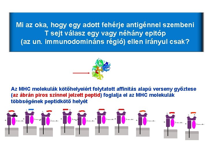Mi az oka, hogy egy adott fehérje antigénnel szembeni T sejt válasz egy vagy Mi az oka, hogy egy adott fehérje antigénnel szembeni T sejt válasz egy vagy