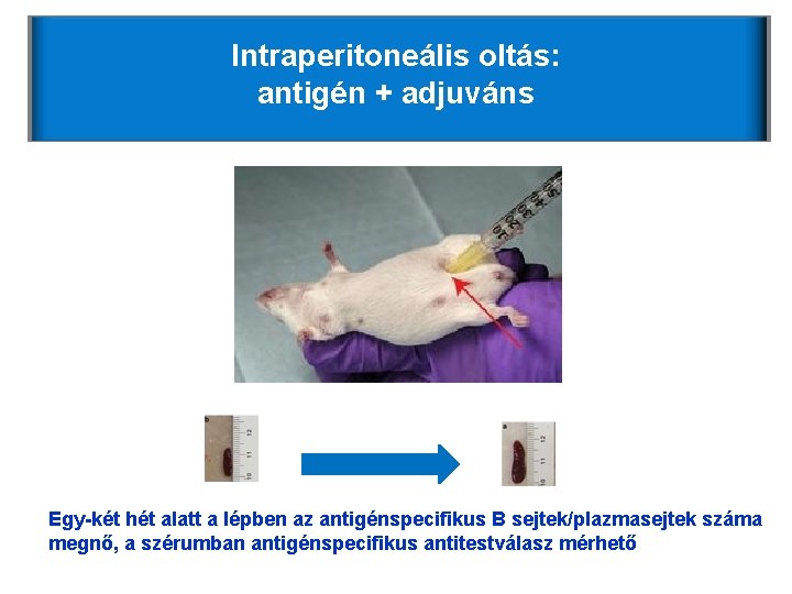Intraperitoneális oltás: antigén + adjuváns Egy-két hét alatt a lépben az antigénspecifikus B sejtek/plazmasejtek Intraperitoneális oltás: antigén + adjuváns Egy-két hét alatt a lépben az antigénspecifikus B sejtek/plazmasejtek
