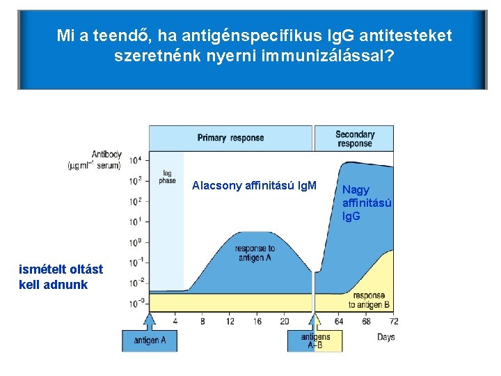 Mi a teendő, ha antigénspecifikus Ig. G antitesteket szeretnénk nyerni immunizálással? Alacsony affinitású Ig. Mi a teendő, ha antigénspecifikus Ig. G antitesteket szeretnénk nyerni immunizálással? Alacsony affinitású Ig.