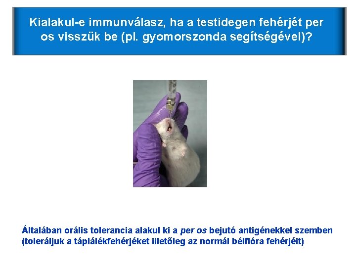 Kialakul-e immunválasz, ha a testidegen fehérjét per os visszük be (pl. gyomorszonda segítségével)? Per Kialakul-e immunválasz, ha a testidegen fehérjét per os visszük be (pl. gyomorszonda segítségével)? Per