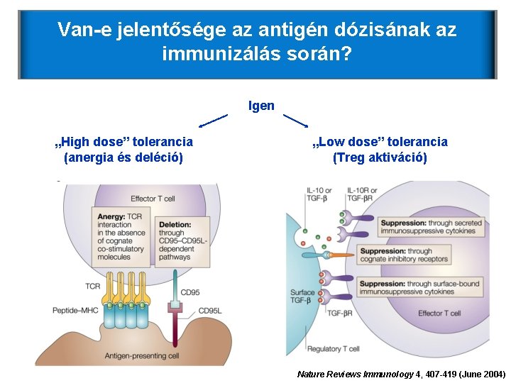 Van-e jelentősége az antigén dózisának az immunizálás során? Igen „High dose” tolerancia (anergia és Van-e jelentősége az antigén dózisának az immunizálás során? Igen „High dose” tolerancia (anergia és