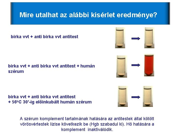 Mire utalhat az alábbi kísérlet eredménye? birka vvt + anti birka vvt antitest + Mire utalhat az alábbi kísérlet eredménye? birka vvt + anti birka vvt antitest +