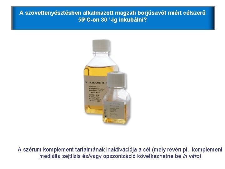A szövettenyésztésben alkalmazott magzati borjúsavót miért célszerű 56 o. C-on 30 ‘-ig inkubálni? A A szövettenyésztésben alkalmazott magzati borjúsavót miért célszerű 56 o. C-on 30 ‘-ig inkubálni? A