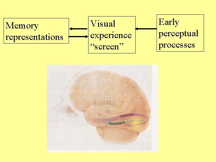 Memory representations Visual experience “screen” Early perceptual processes 