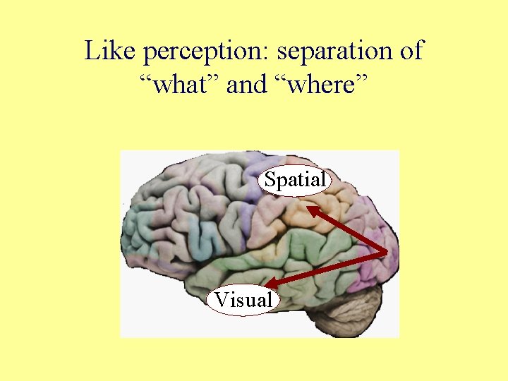 Like perception: separation of “what” and “where” Spatial Visual 