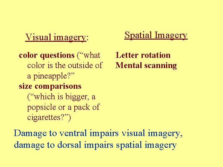 Visual imagery: color questions (“what color is the outside of a pineapple? ” size