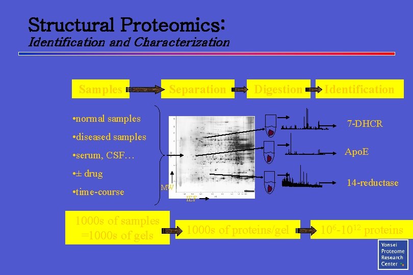 Structural Proteomics: Identification and Characterization Samples Separation Digestion • normal samples Identification 7 -DHCR