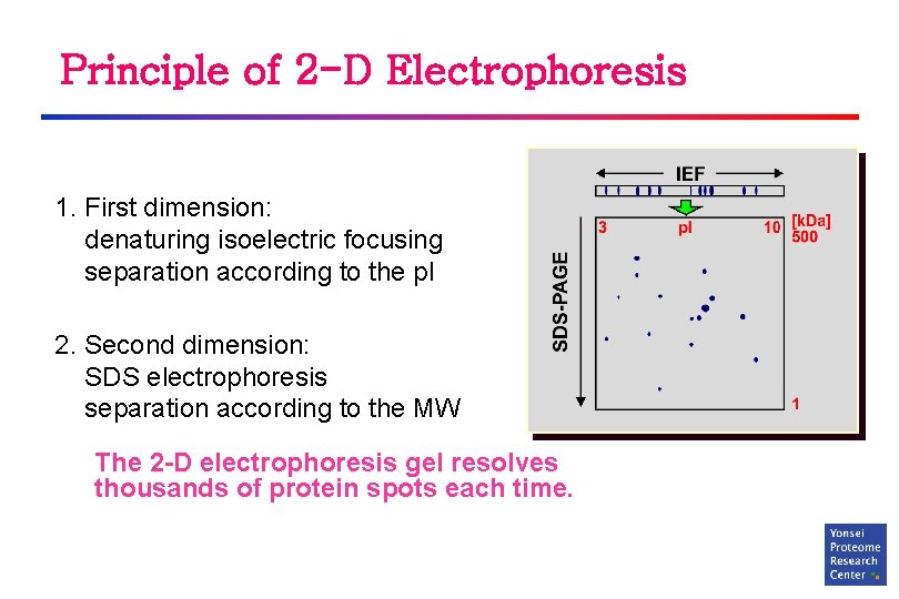 Principle of 2 -D Electrophoresis 1. First dimension: denaturing isoelectric focusing separation according to