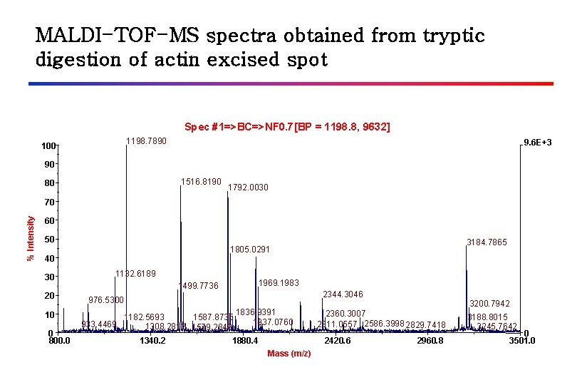 MALDI-TOF-MS spectra obtained from tryptic digestion of actin excised spot Spec #1=>BC=>NF 0. 7[BP