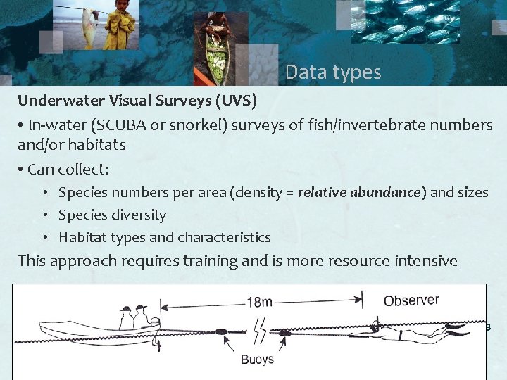Data types Underwater Visual Surveys (UVS) • In-water (SCUBA or snorkel) surveys of fish/invertebrate