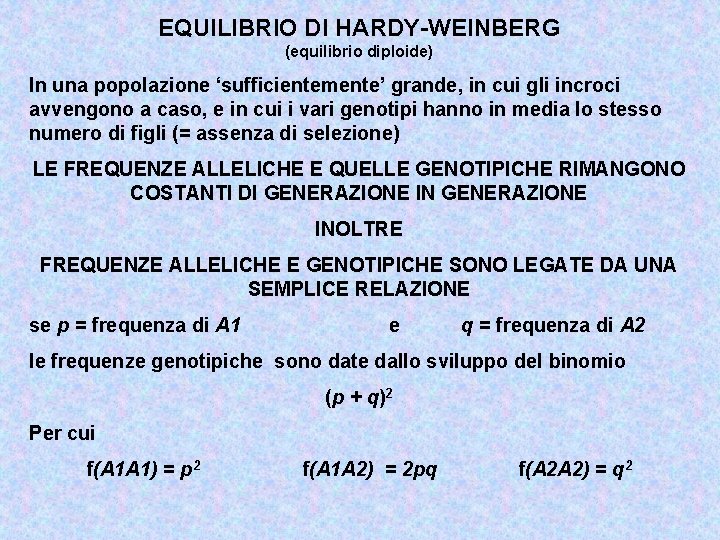 EQUILIBRIO DI HARDY-WEINBERG (equilibrio diploide) In una popolazione ‘sufficientemente’ grande, in cui gli incroci