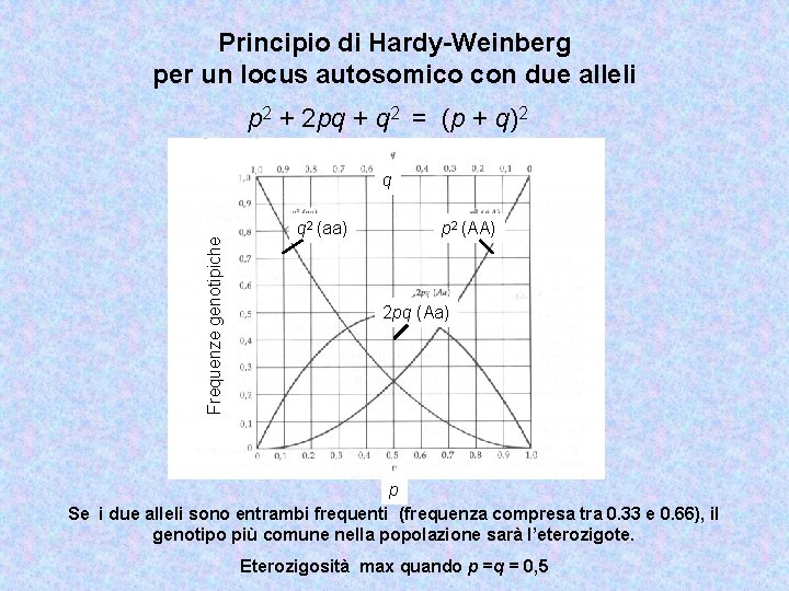 Principio di Hardy-Weinberg per un locus autosomico con due alleli p 2 + 2