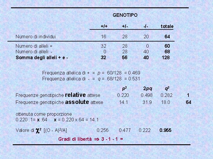 GENOTIPO +/+ +/- -/- totale Numero di individui 16 28 20 64 Numero di