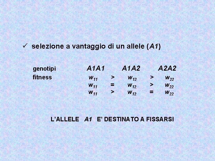 ü selezione a vantaggio di un allele (A 1) genotipi fitness A 1 A