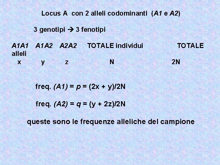 Locus A con 2 alleli codominanti (A 1 e A 2) 3 genotipi 3